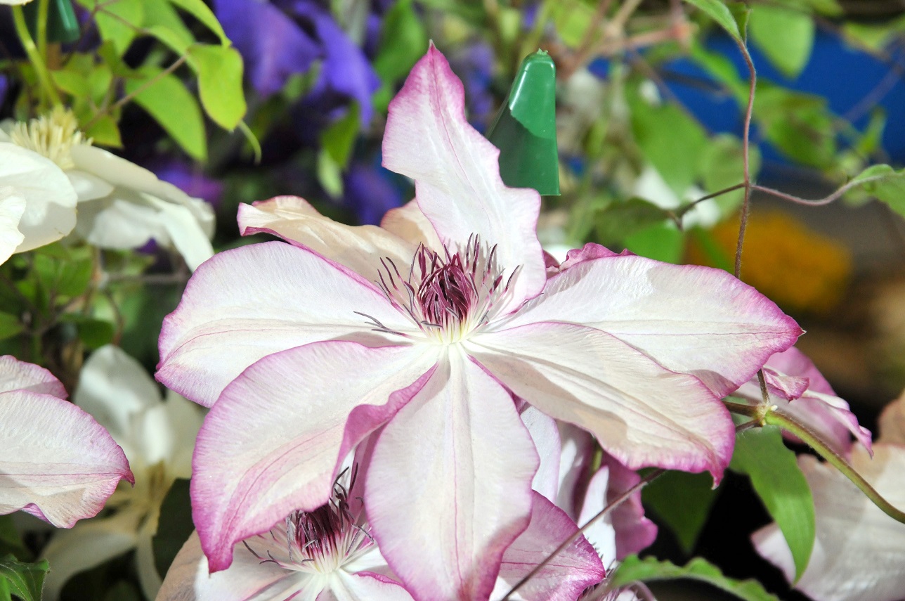 Harrogate or Harrogate Spring Flower Show